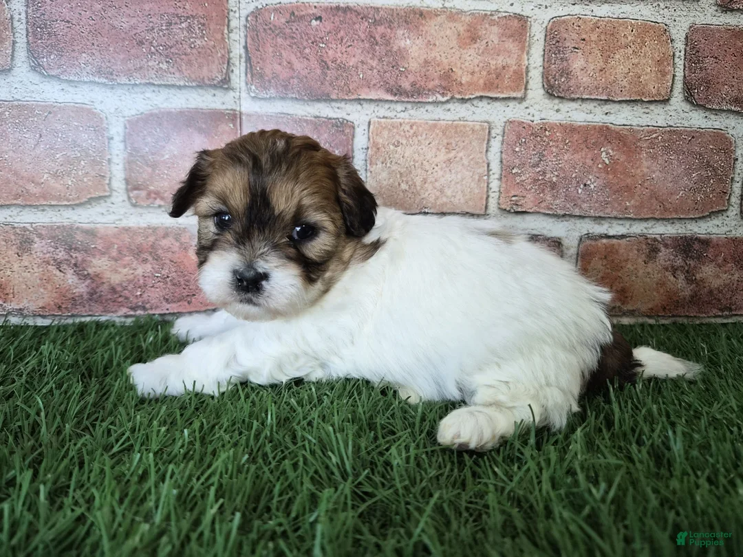 Shihpoo dogs for sale: Ellie - Ad 6
