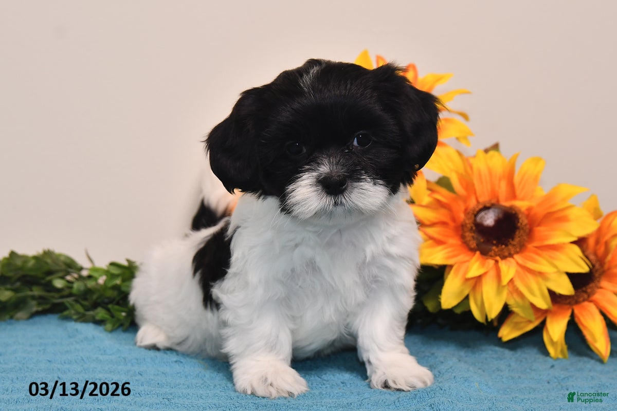 Shih Tzu dogs Pippa - Ad 1