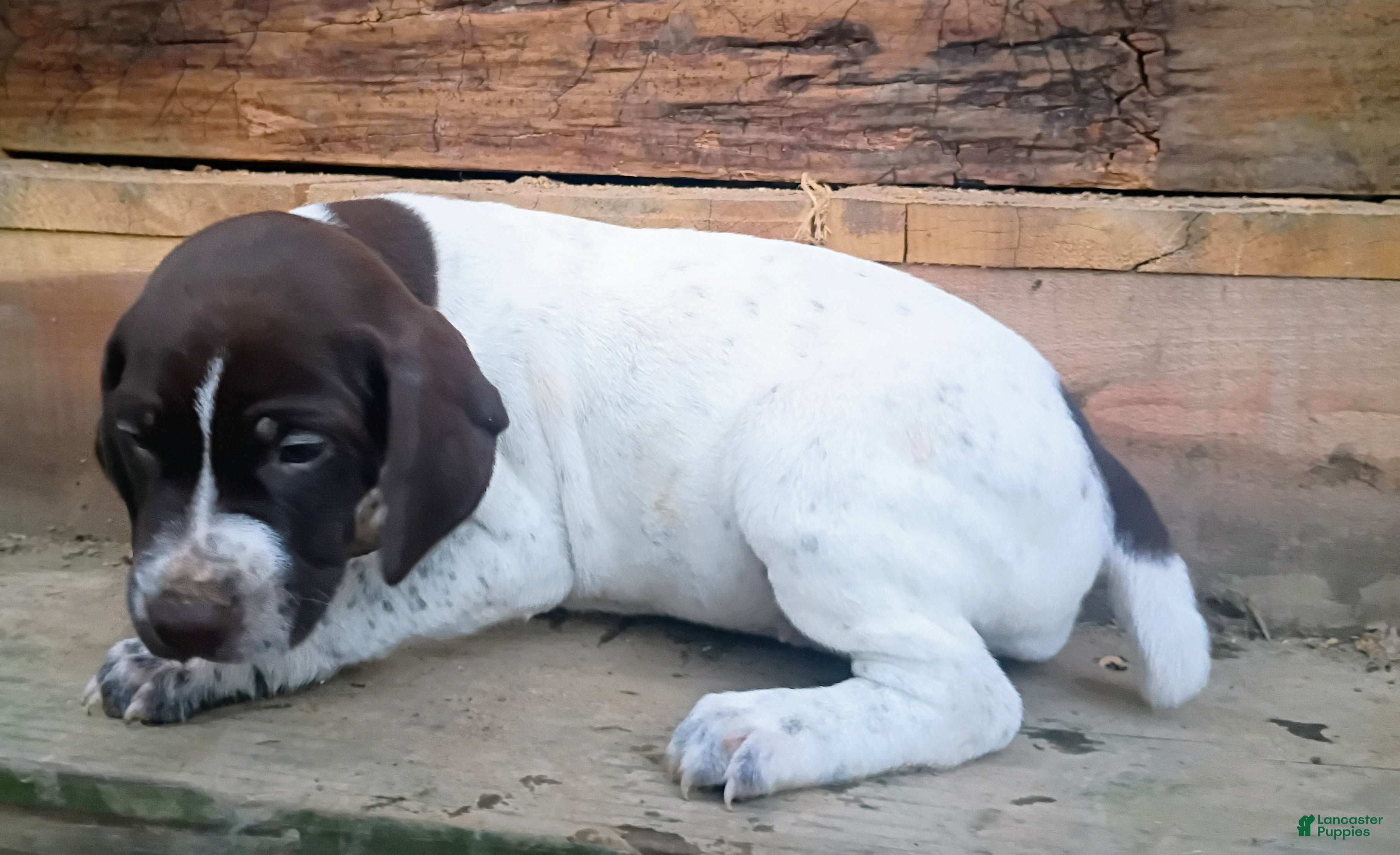 German Shorthaired Pointer dogs German Shorthaired Pointer 8 - Ad 41