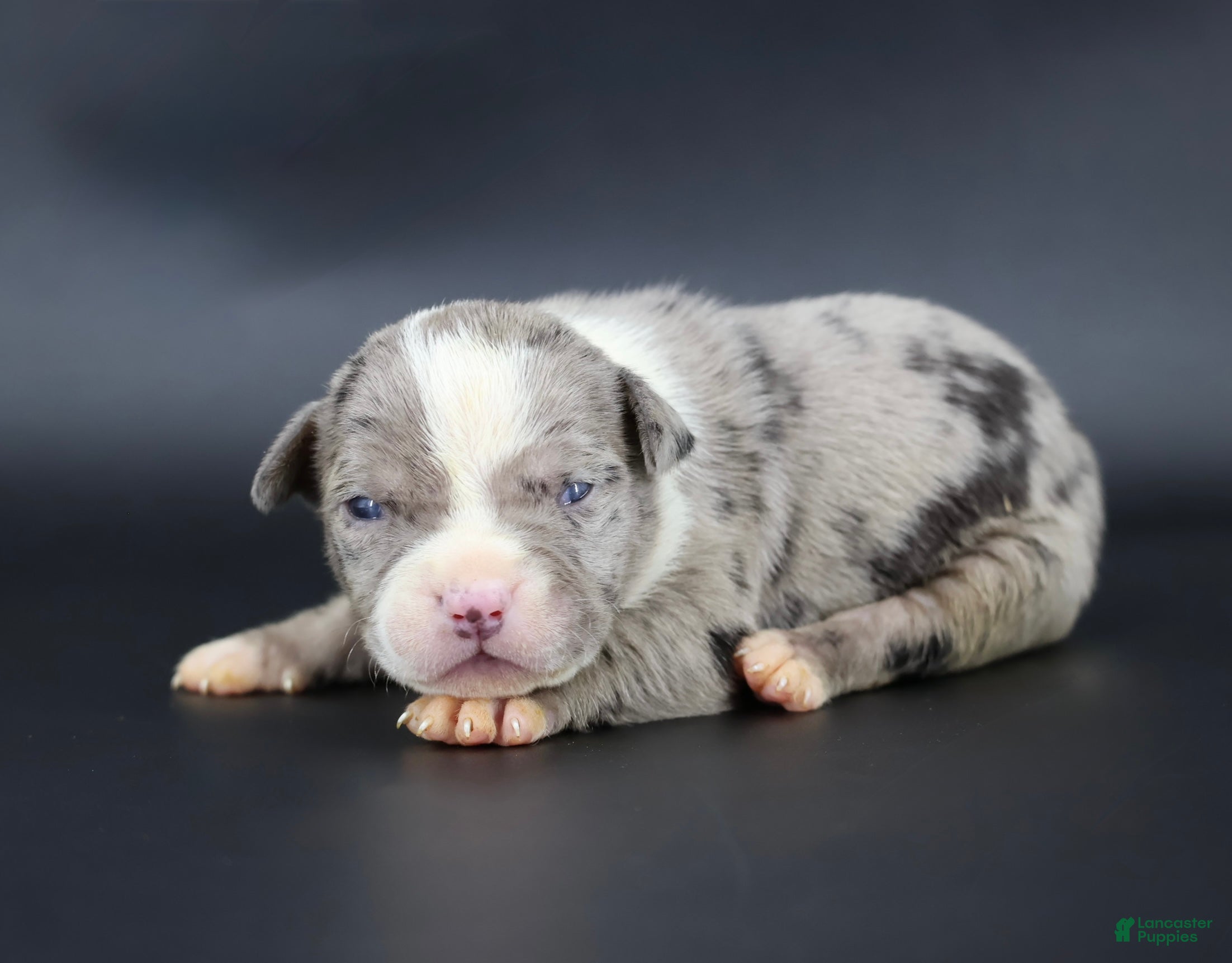 American Bully dogs Cupid - Ad 17