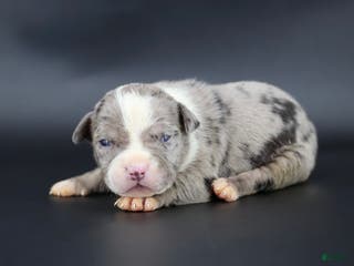 American Bully dogs Cupid - Ad 42