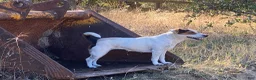 Jug dogs for sale: #227 tri-brown male (lighter) curly pug tail! - Ad 2