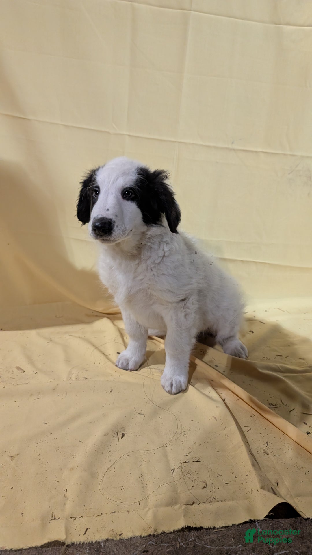 Mixed Breed dogs for sale: Mixed Breed Puppy 1 - Ad 1