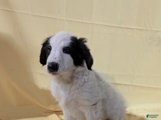 Mixed Breed dogs Mixed Breed Puppy 1 - Ad 40
