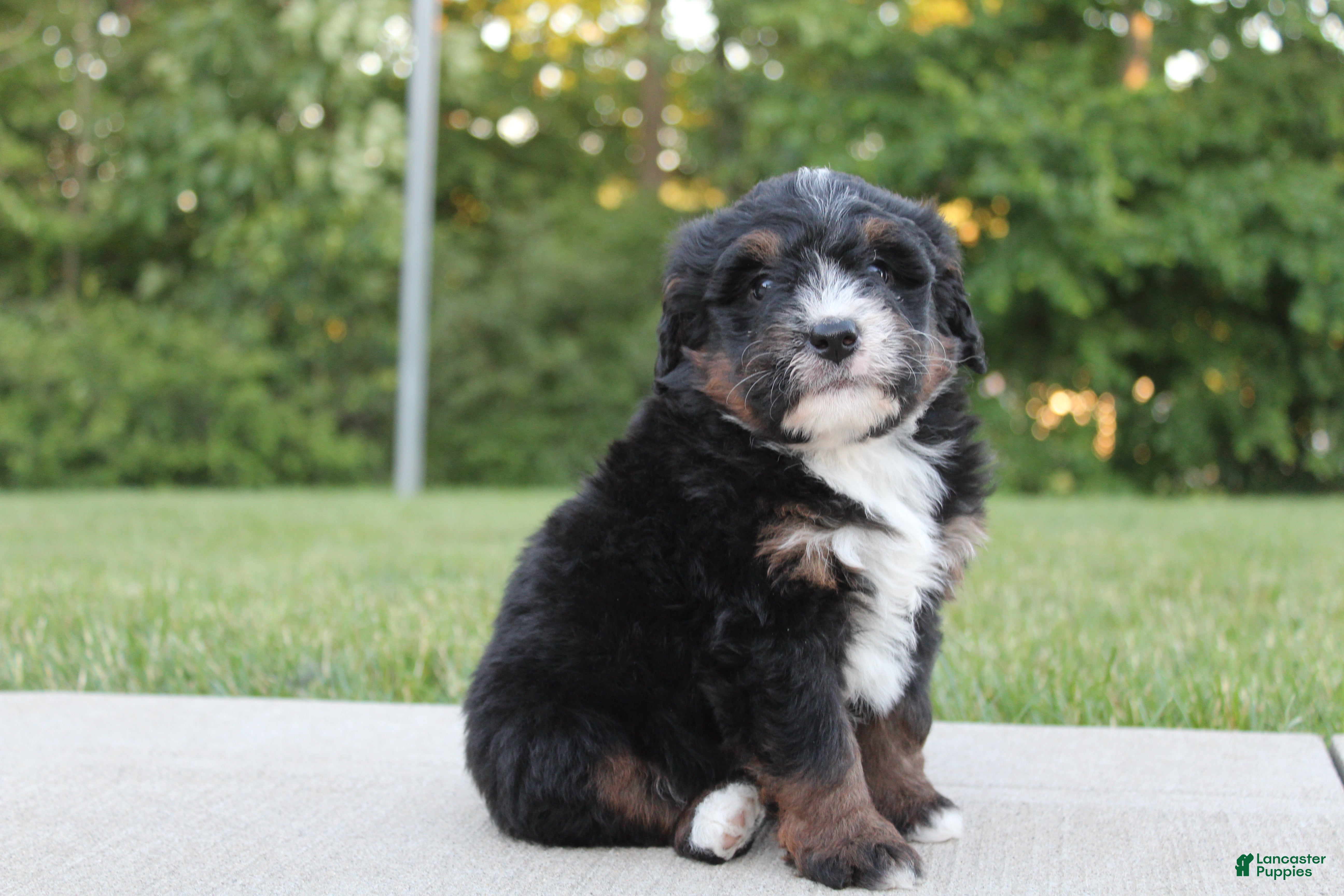 Mini Bernedoodle dogs Milo - Ad 2