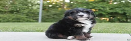 Mini Bernedoodle dogs for sale: Milo - Ad 2