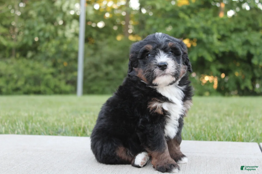 Mini Bernedoodle dogs for sale: Milo - Ad 2