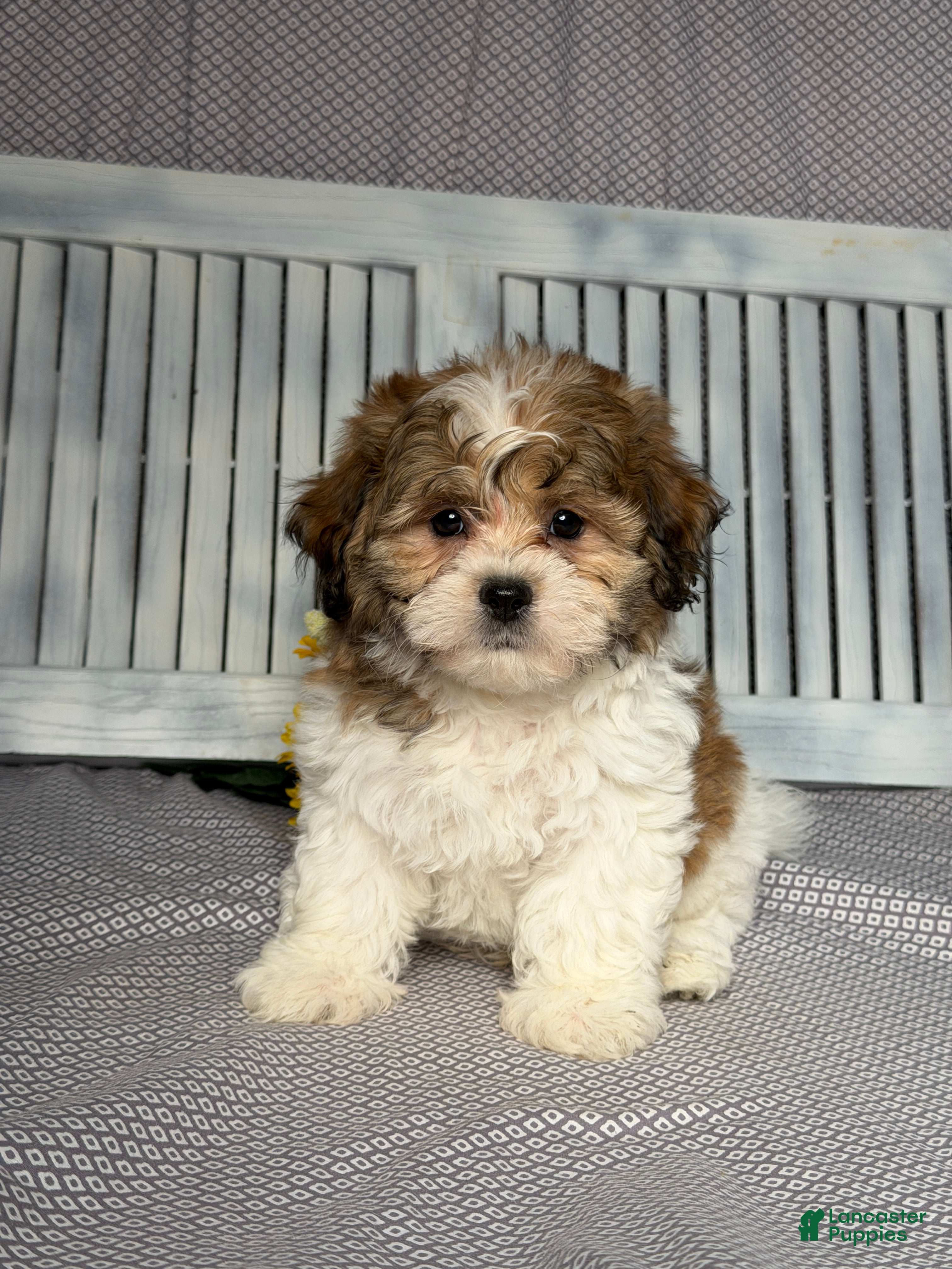 Teddy Bear dogs Justin - Ad 1