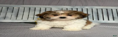 Justin