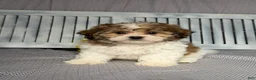 Teddy Bear dogs for sale: Justin - Ad 1