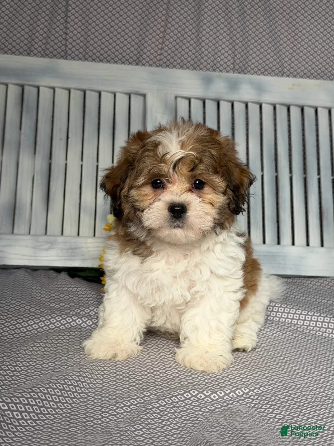 Teddy Bear dogs for sale: Justin - Ad 1