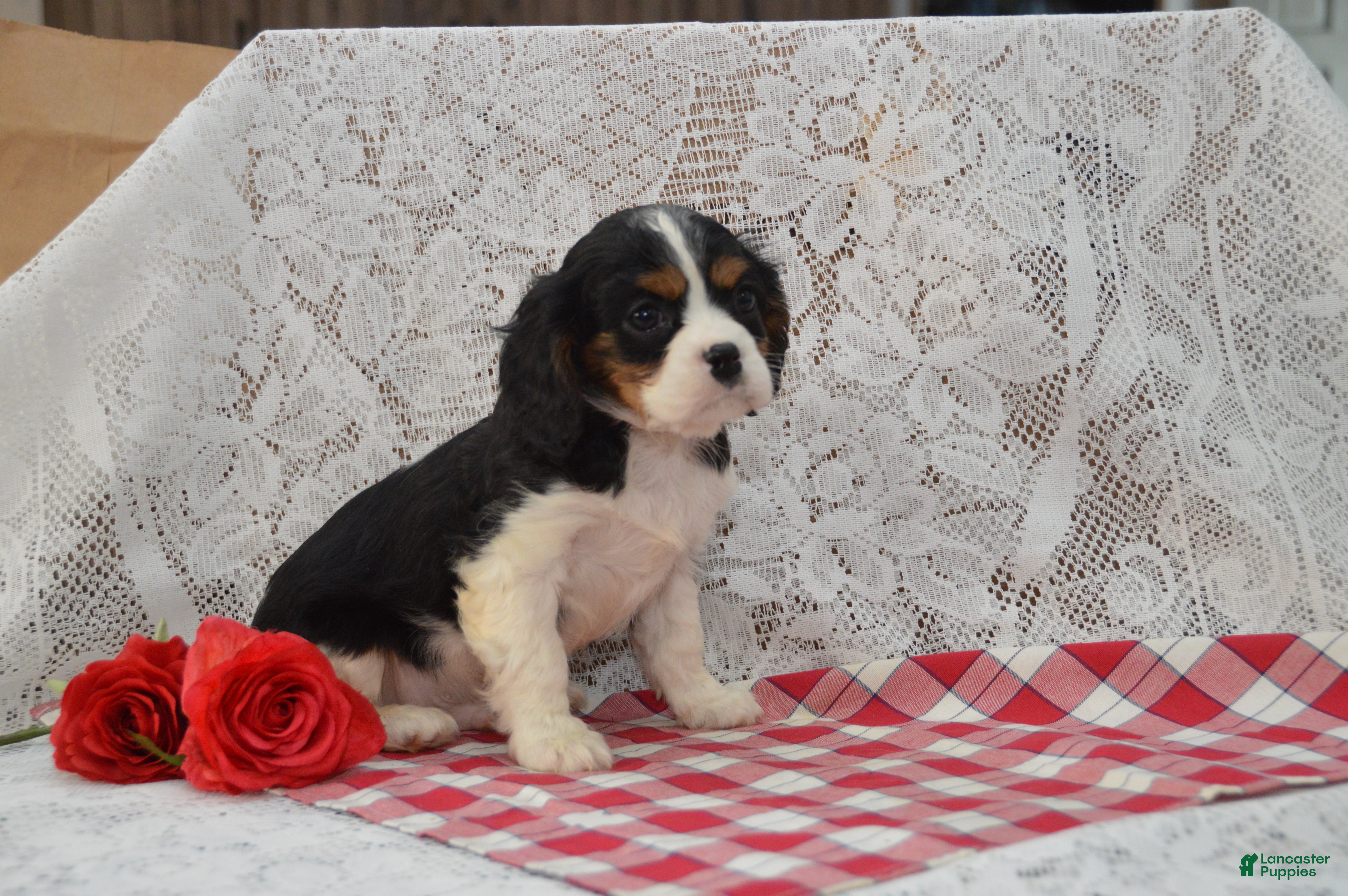 Cavalier King Charles Spaniel dogs Douglas - Ad 2