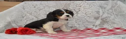 Cavalier King Charles Spaniel dogs for sale: Douglas - Ad 2