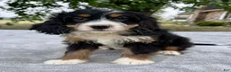 Bernedoodle dogs for sale: Annabell - Ad 5