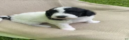 Mixed Breed dogs for sale: Panini - Ad 6