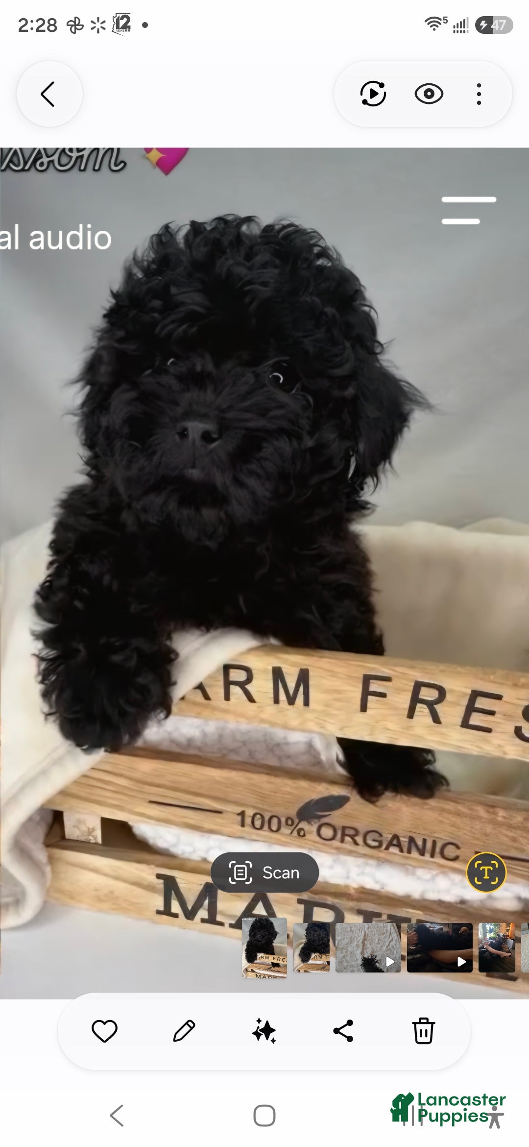 Toy Poodle dogs for sale: Blossom  - Ad 1
