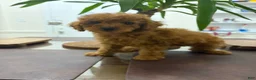 Toy Poodle dogs for sale: Jen - Ad 4