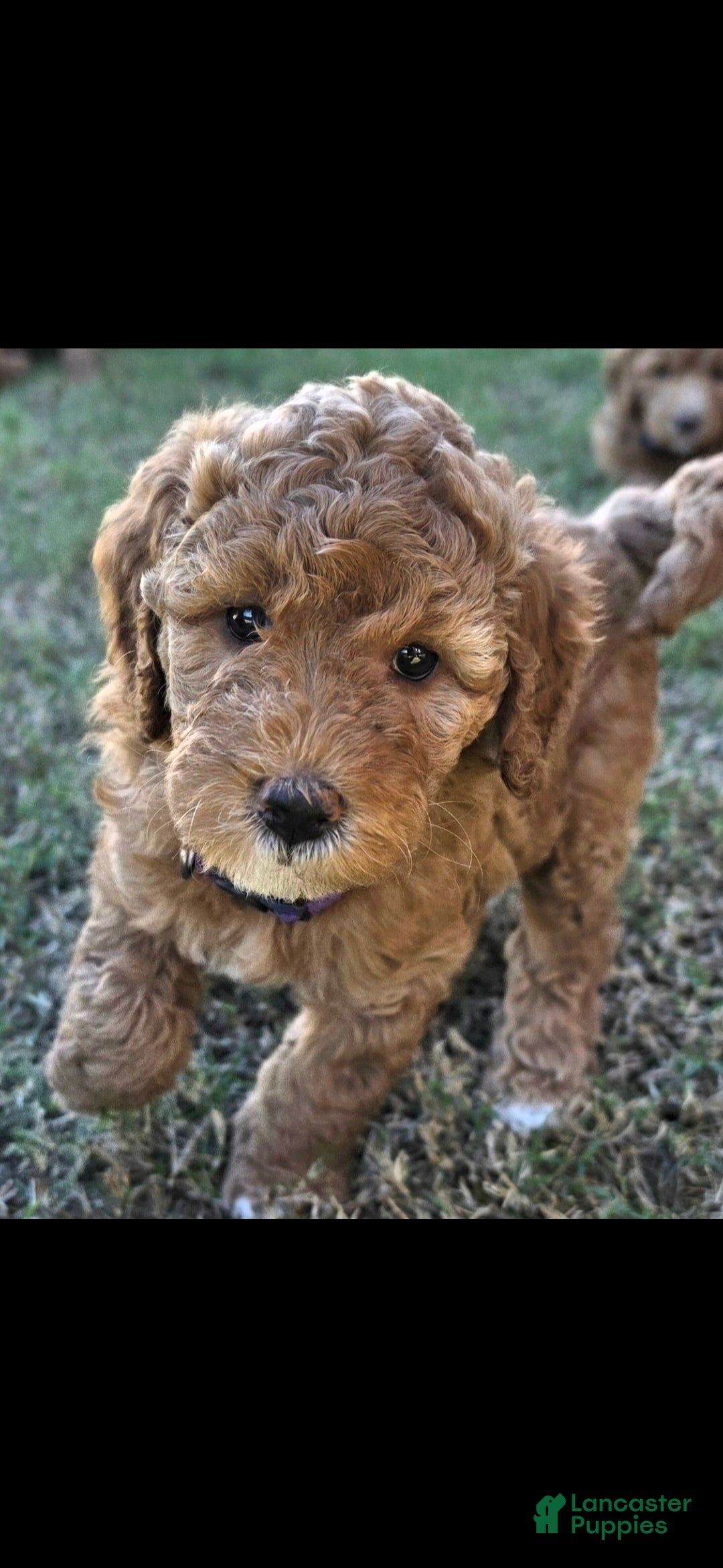 Mini Goldendoodle dogs for sale: Donna (27 - 33 pounds full grown) - Ad 2