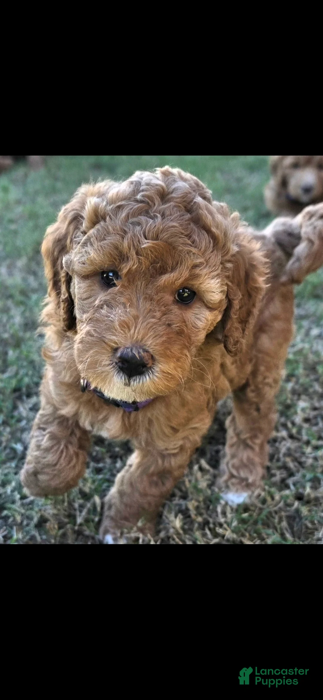 Mini Goldendoodle dogs for sale: Donna (27 - 33 pounds full grown) - Ad 2