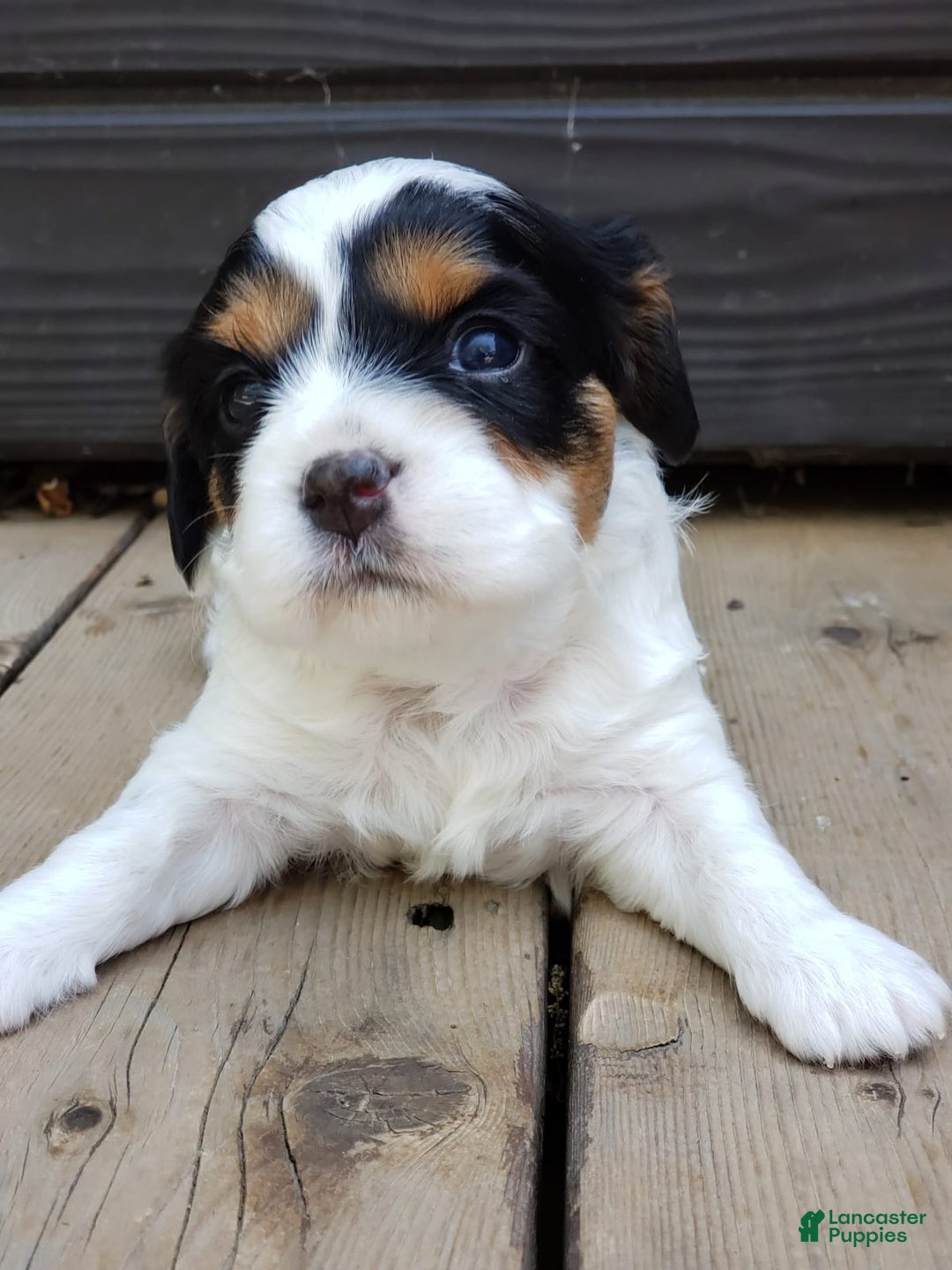 Gallery Image {{count}}