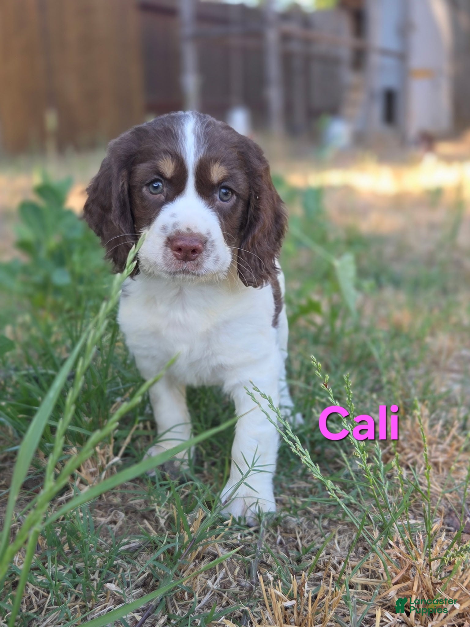 Mixed Breed dogs Cali - Ad 41