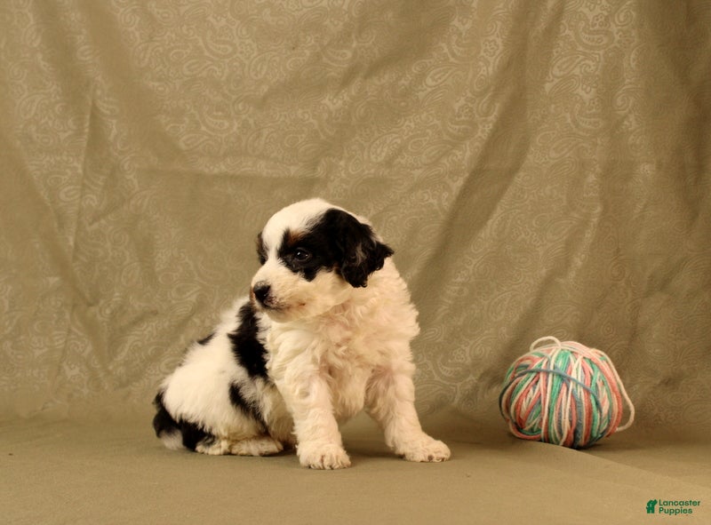 Mini Bernedoodle dogs for sale: Bob - Ad 3