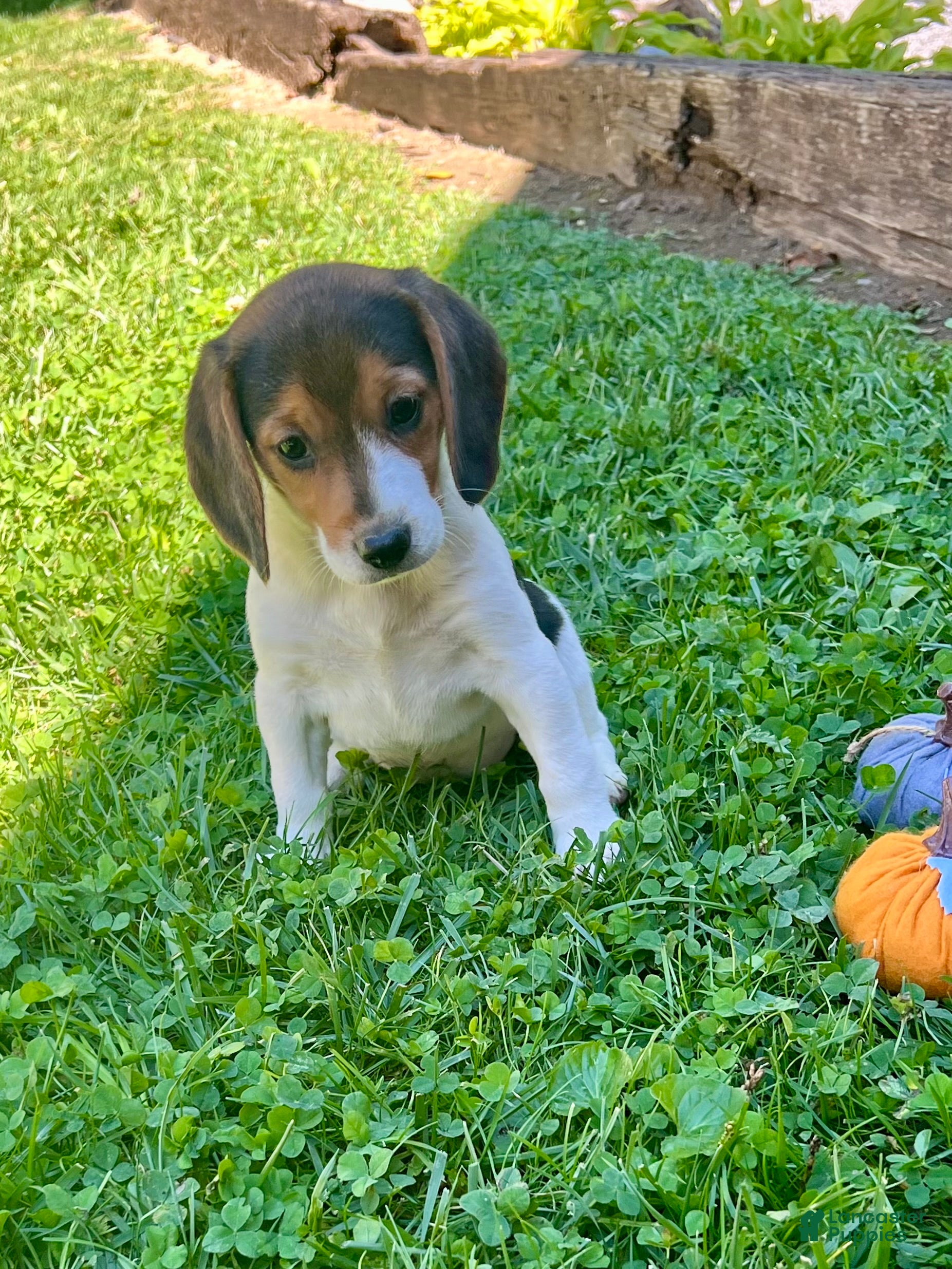 Beagle dogs Bambi - Ad 2