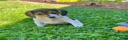 Beagle dogs for sale: Bambi - Ad 2