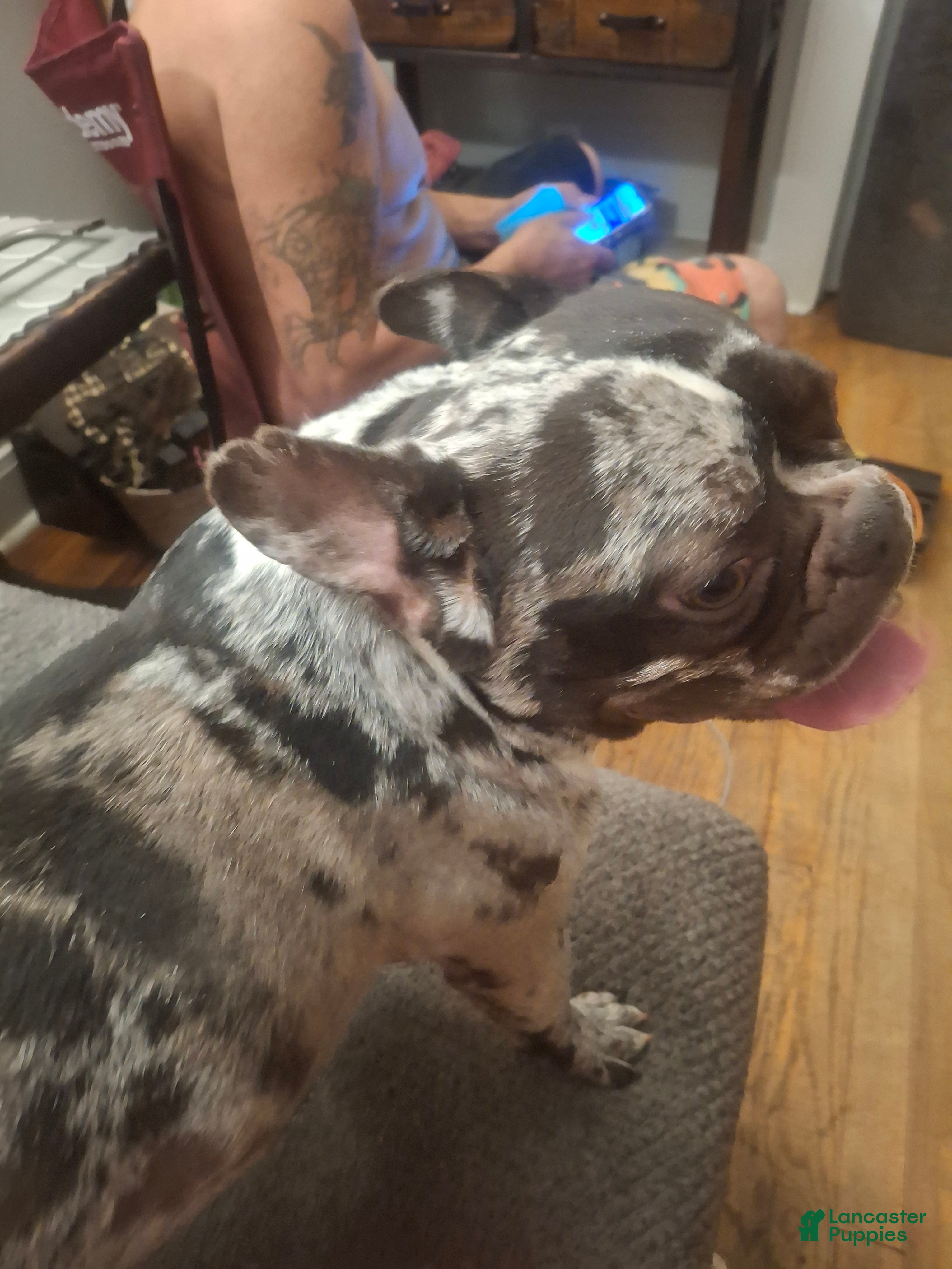 French Bulldog dogs French Bulldog Puppy 1 - Ad 9