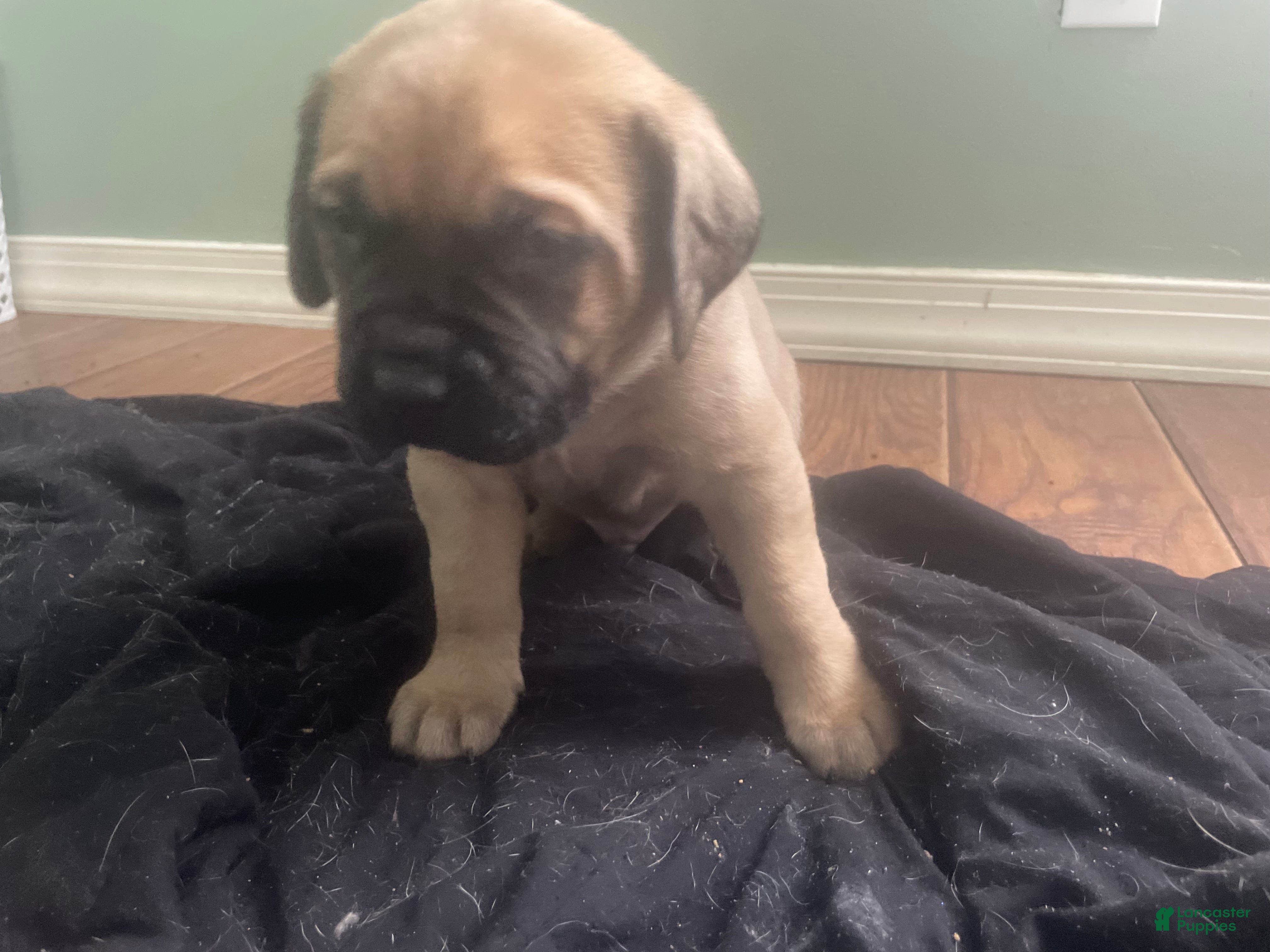 English Mastiff dogs English Mastiff Puppy 1 - Ad 29