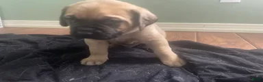 English Mastiff Puppy 1