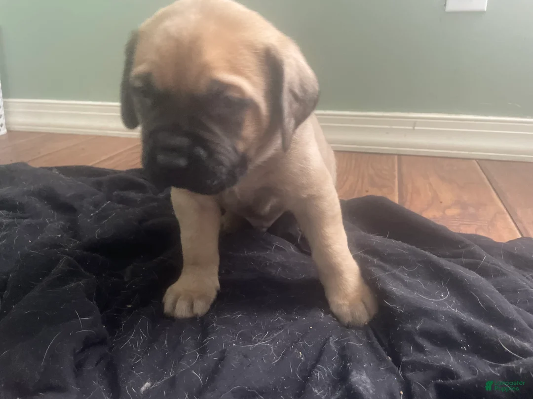 English Mastiff dogs for sale: English Mastiff Puppy 1 - Ad 1