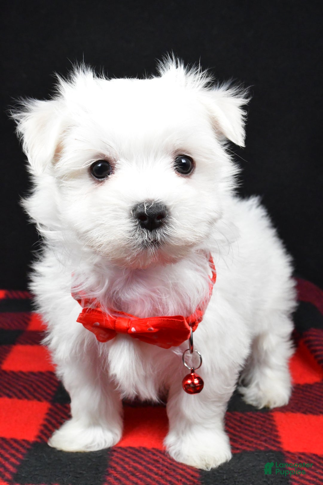 Maltese dogs for sale: Miles - Ad 6