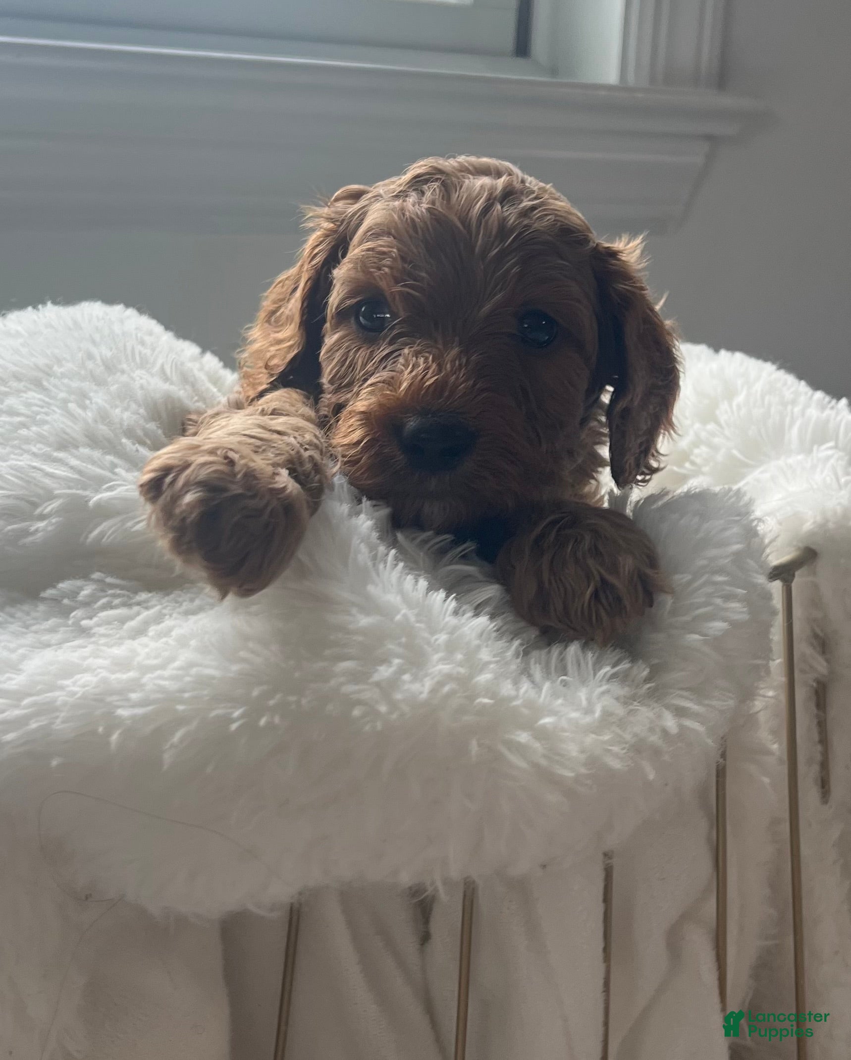 Cavapoo dogs Falcon💙 - Ad 1