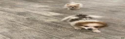 Pomeranian dogs for sale: Pomeranian 1 - Ad 2