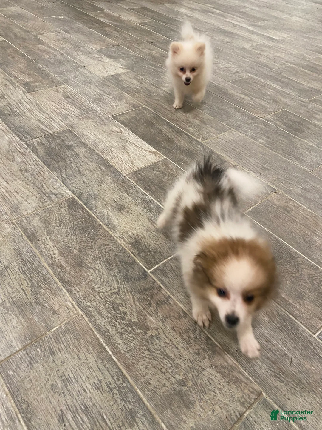 Pomeranian dogs for sale: Pomeranian 1 - Ad 2