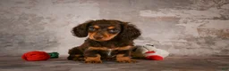 Miniature Dachshund dogs for sale: Sophie - Ad 13