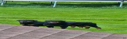 Rottweiler dogs for sale: Rottweiler 1 - Ad 10