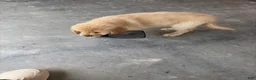 Golden Retriever dogs for sale: Golden Retriever 7/Clover - Ad 1