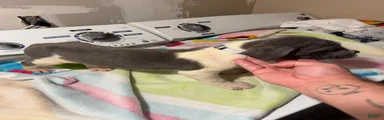 Mixed Breed 1