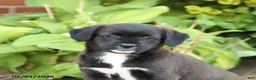 Mixed Breed dogs for sale: Lilly - Ad 5