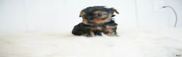 Yorkshire Terrier dogs for sale: Jake  - Ad 4