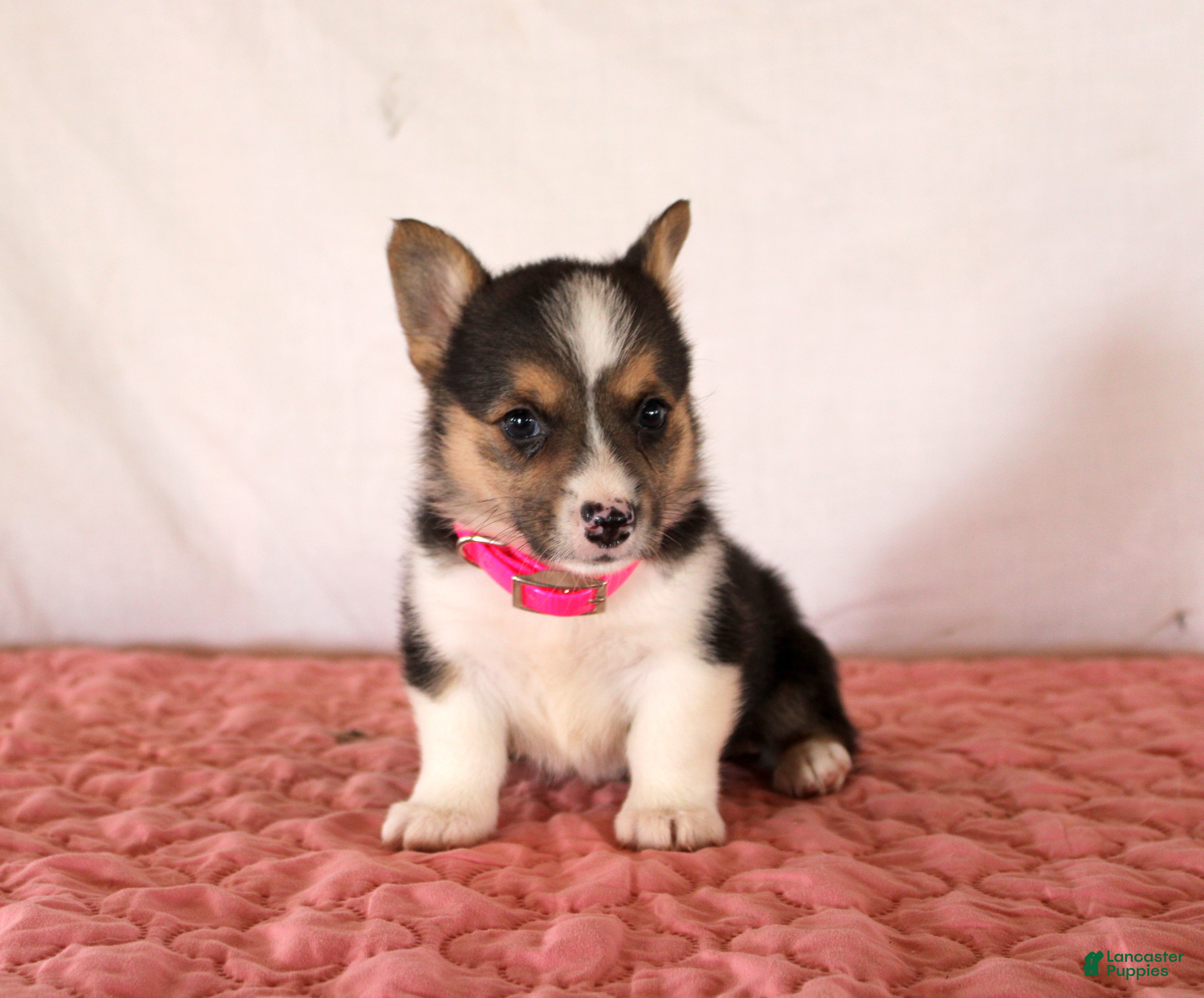 Welsh Corgi Pembroke dogs Hazel - Ad 12