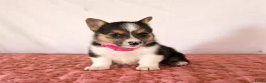 Hazel