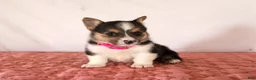 Welsh Corgi Pembroke dogs for sale: Hazel - Ad 1