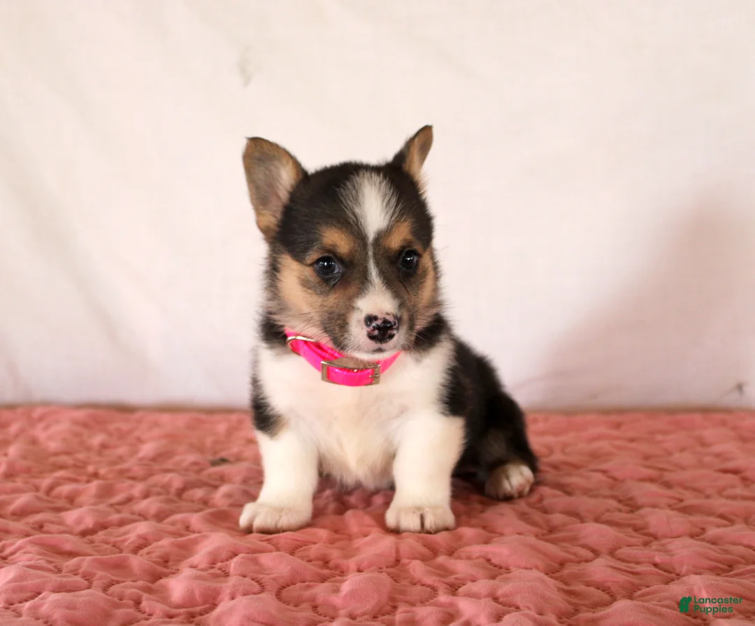 Welsh Corgi Pembroke dogs for sale: Hazel - Ad 1