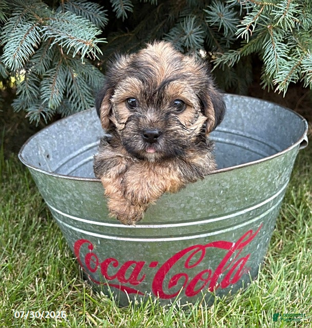 Shorkie dogs Levi - Ad 2