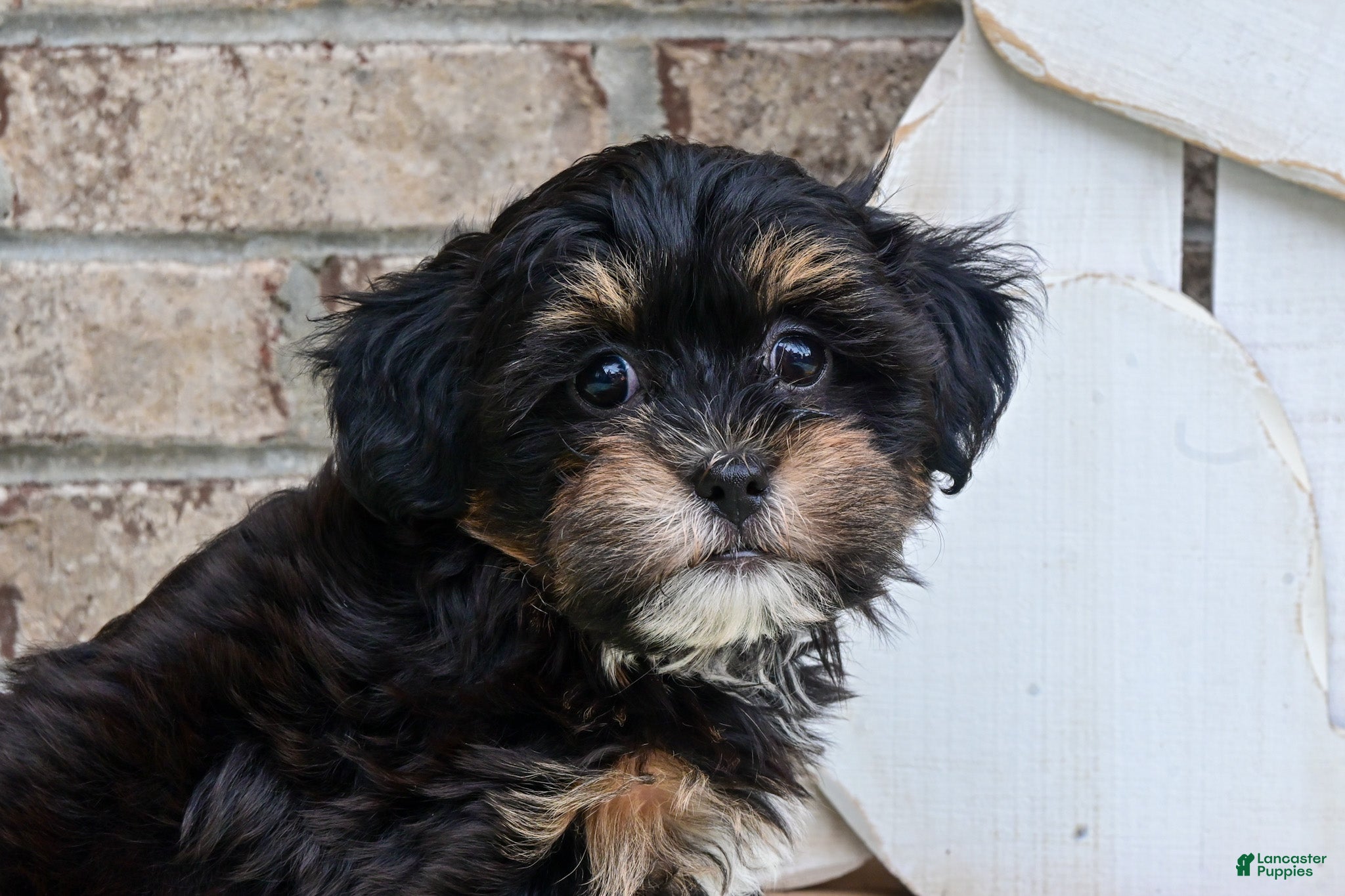 Havapoo dogs Havapoo Tommy - Ad 2