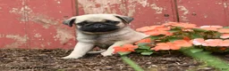 Pug dogs for sale: Kiki - Ad 5