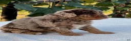 Aussiedoodle dogs for sale: Hazel Miniature Aussiedoodle  - Ad 4